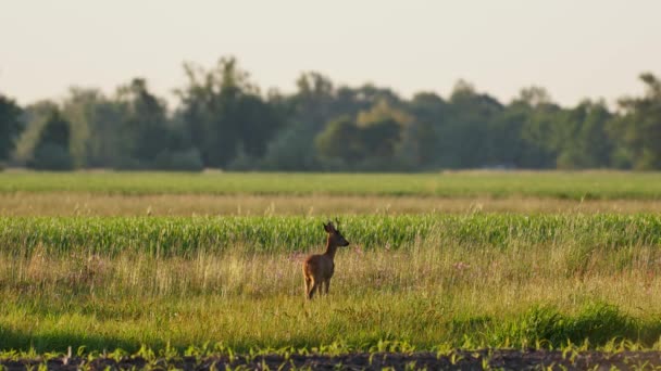 Schöne Rehe Warmen Sonnenlicht — Stockvideo