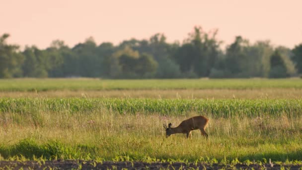 Beautiful Roe Deers Warm Sunlight — Stock Video