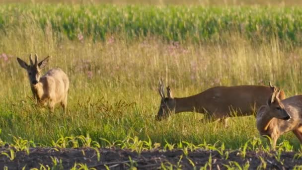 Beautiful Roe Deers Warm Sunlight — Stock Video