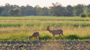 Sıcak güneş ışığında güzel yumurta geyikleri.