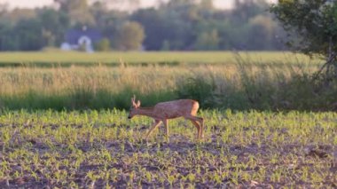 Sıcak güneş ışığında güzel yumurta geyikleri.