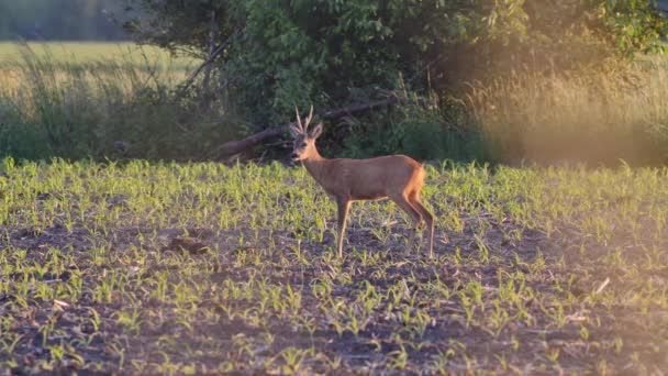 Beautiful Roe Deers Warm Sunlight — Stock Video