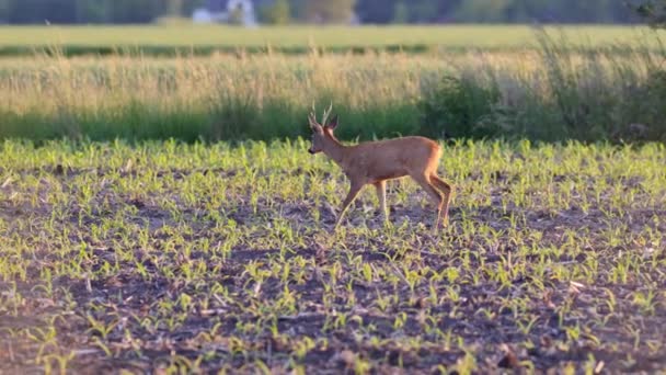 Belles Chevreuils Plein Soleil — Video