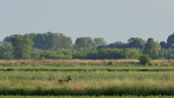 Belles Chevreuils Plein Soleil — Video