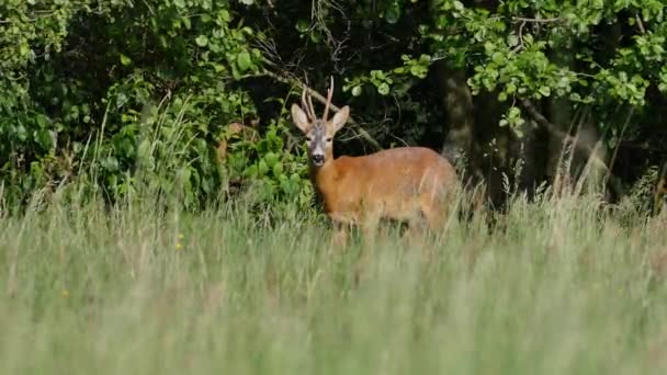 Belles Chevreuils Plein Soleil — Video