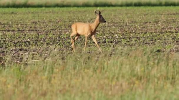 Belles Chevreuils Plein Soleil — Video