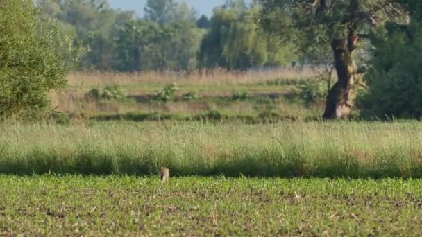 Beautiful Hares Meadow Warm Sunlight — Stock Video