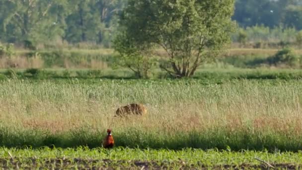 Schöner Fasan Auf Der Wiese — Stockvideo