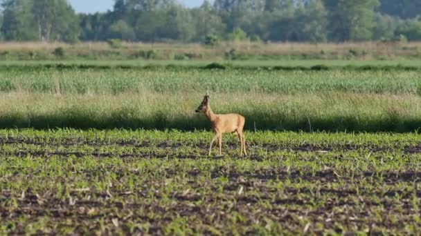 Belles Chevreuils Plein Soleil — Video