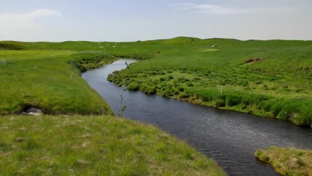 여름에 아이슬란드에서 초원의 — 비디오