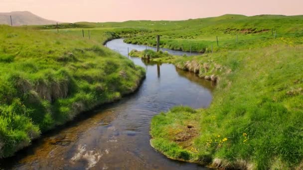 Summer Iceland River Green Meadow — Stockvideo