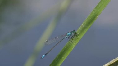 Çimlerin üzerinde yusufçuk. Yakın çekim görüntüleri..