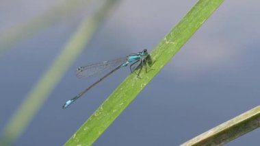 Çimlerin üzerinde yusufçuk. Yakın çekim görüntüleri..
