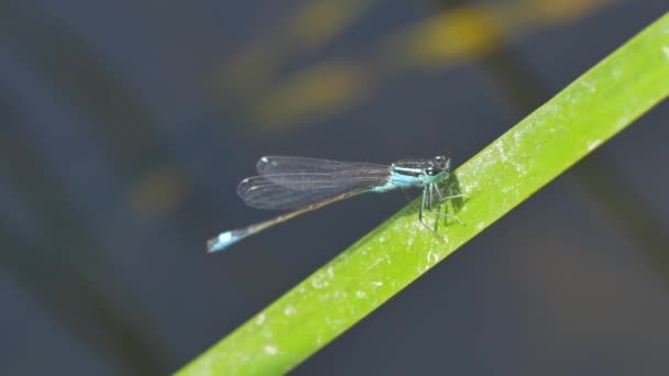 Dragonfly Blade Grass Closeup Footage — Stock Video