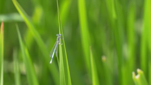 草叶上的蜻蜓特写镜头 — 图库视频影像