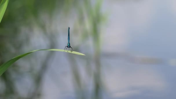 Dragonfly Στη Λεπίδα Του Χόρτου Closeup Πλάνα — Αρχείο Βίντεο