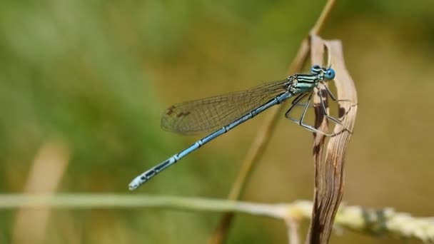 Dragonfly Blade Grass Closeup Footage — Stock Video