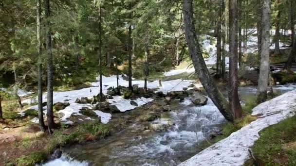 Karpatya Dağları Ndaki Beyaz Nehri — Stok video