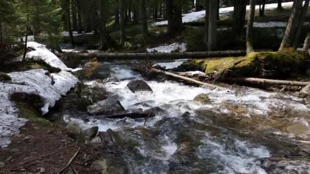 Vit Vattenflod Karpatiska Bergen — Stockvideo