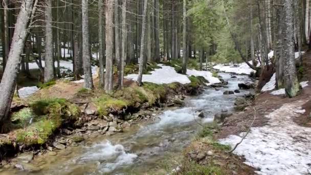Wildwasserfluss Den Karpaten — Stockvideo