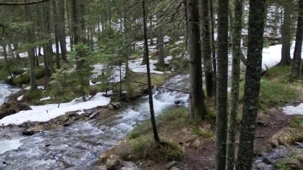 Rio Água Branca Nas Montanhas Carpathia — Vídeo de Stock