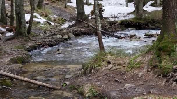 Vit Vattenflod Karpatiska Bergen — Stockvideo