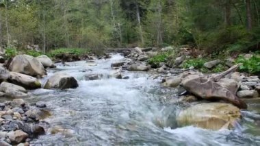 Karpatya Dağları 'ndaki beyaz su nehri.