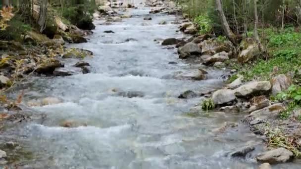 Vit Vattenflod Karpatiska Bergen — Stockvideo