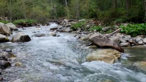 Rio Água Branca Nas Montanhas Carpathia — Vídeo de Stock