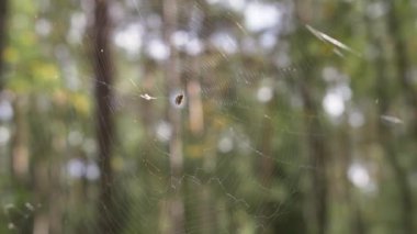 Güzel bir ormanda sabah, yaşlı, harika ağaçlarla.. 