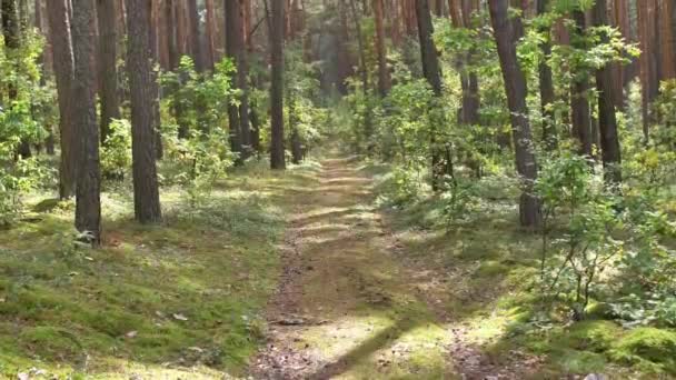 Poranek Pięknym Lesie Starymi Wielkimi Drzewami — Wideo stockowe