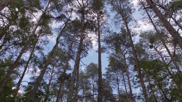 Poranek Pięknym Lesie Starymi Wielkimi Drzewami — Wideo stockowe