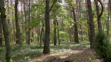 Güzel bir ormanda sabah, yaşlı, harika ağaçlarla..  