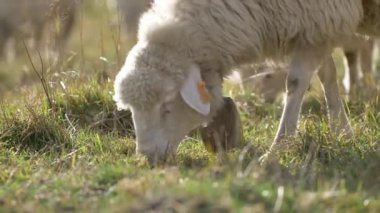 Koyunlar yeşil çayırda ot yer. Doğal güneş ışığı.