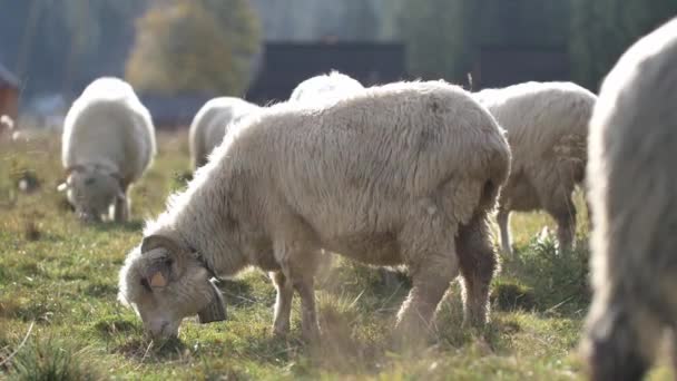 Schafe Fressen Gras Auf Der Grünen Wiese Natürliches Sonnenlicht — Stockvideo