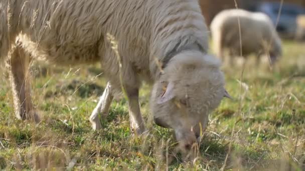 Las Ovejas Comen Hierba Prado Verde Luz Solar Natural — Vídeo de stock