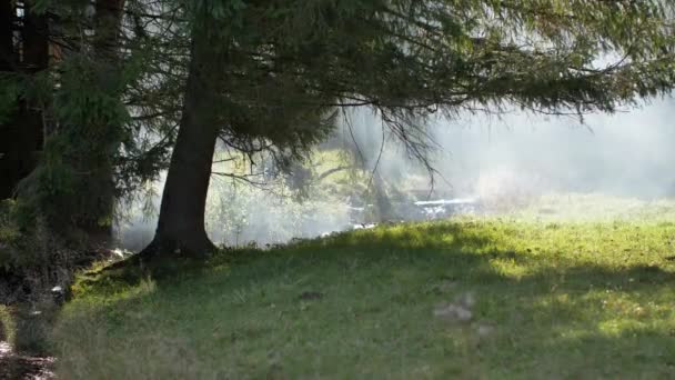 Morgens Schönen Wald Mit Alten Großen Bäumen — Stockvideo