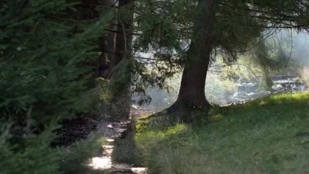Poranek Pięknym Lesie Starymi Wielkimi Drzewami — Wideo stockowe