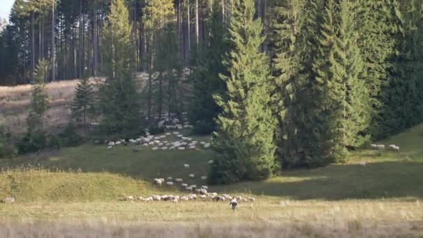 Owce Jedzą Trawę Zielonej Łące Naturalne Światło Słoneczne — Wideo stockowe