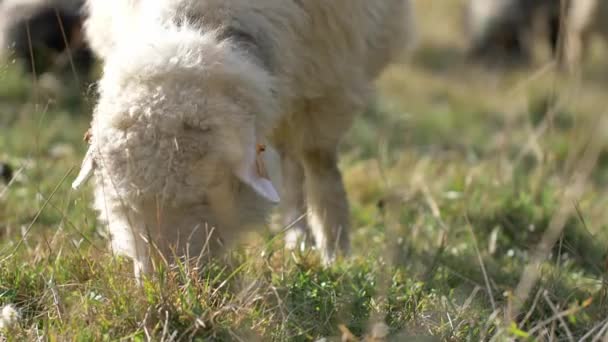 Sheep Eat Grass Green Meadow Natural Sunlight — Stock Video