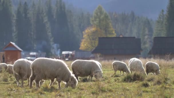 Las Ovejas Comen Hierba Prado Verde Luz Solar Natural — Vídeo de stock