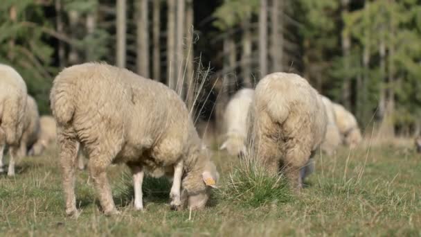 羊在绿色的草地上吃草 自然阳光 — 图库视频影像