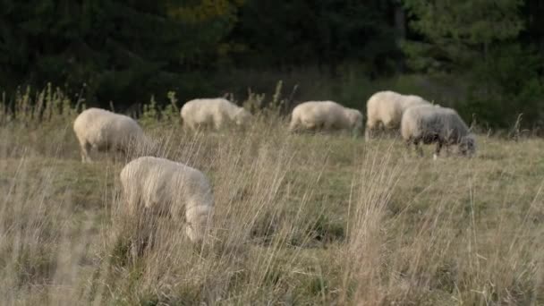 Ovce Jedí Trávu Zelené Louce Přírodní Sluneční Světlo — Stock video