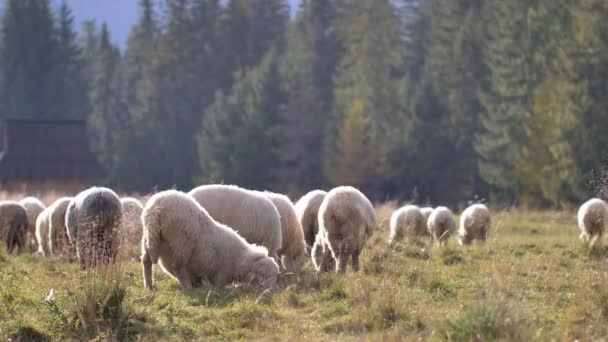 Owce Jedzą Trawę Zielonej Łące Naturalne Światło Słoneczne — Wideo stockowe
