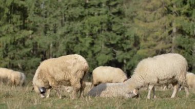 Koyunlar yeşil çayırda ot yer. Doğal güneş ışığı.  