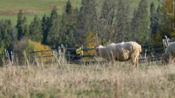 Schapen Eten Gras Groene Weide Natuurlijk Zonlicht — Stockvideo