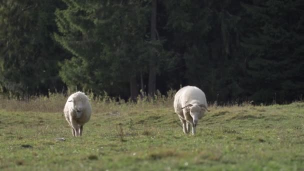 Ovelhas Comem Erva Prado Verde Luz Solar Natural — Vídeo de Stock