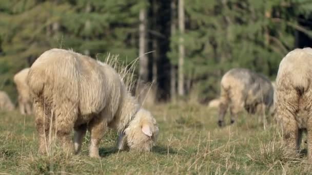 Owce Jedzą Trawę Zielonej Łące Naturalne Światło Słoneczne — Wideo stockowe