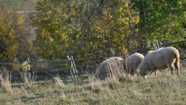 Schapen Eten Gras Groene Weide Natuurlijk Zonlicht — Stockvideo