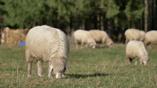 Schapen Eten Gras Groene Weide Natuurlijk Zonlicht — Stockvideo